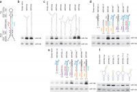 Prix Fixe Menu Template New Bidirectional Processing Of Pri Mirnas with Branched