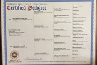 Birth Certificate Translation Template Unique Florida Birth Certificate Application form Elegant Birth Certificate