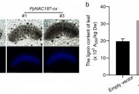 Blank Stem and Leaf Plot Template Unique Molecules Free Full Text Ppnac187 Enhances Lignin