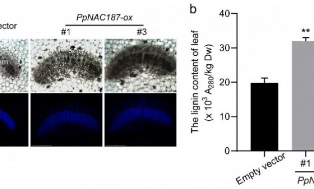 Blank Stem and Leaf Plot Template Unique Molecules Free Full Text Ppnac187 Enhances Lignin