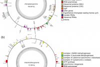 1.5 Circle Label Template Unique Chlorella Vulgaris Genome assembly and Annotation Reveals
