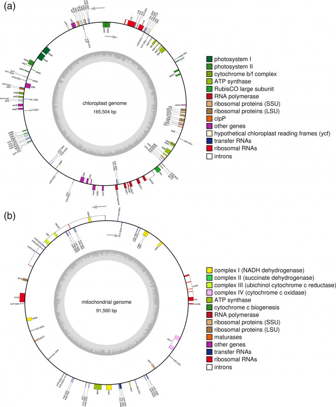 1.5 Circle Label Template Unique Chlorella Vulgaris Genome assembly and Annotation Reveals