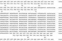 16 Labels Per Page Template Unique De69835209t2 Regulatorische Sequenzen Fa¼r Transgene