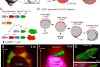 Egg Carton Labels Template Unique Cell Volume Changes Contribute to Epithelial Morphogenesis