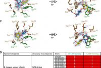 Word Label Template 21 Per Sheet Unique Evolutionary Adaptation In Fucosyllactose Uptake Systems