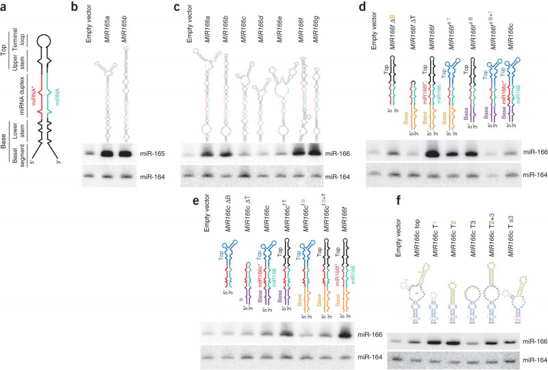 Prix Fixe Menu Template New Bidirectional Processing Of Pri Mirnas with Branched